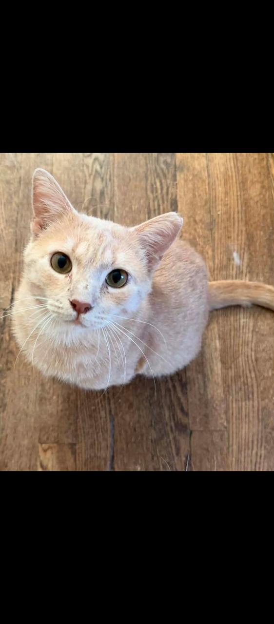 Enlarge Oro, a ADOPTABLE Domestic Short Hair in Springfield, PA image 2/3