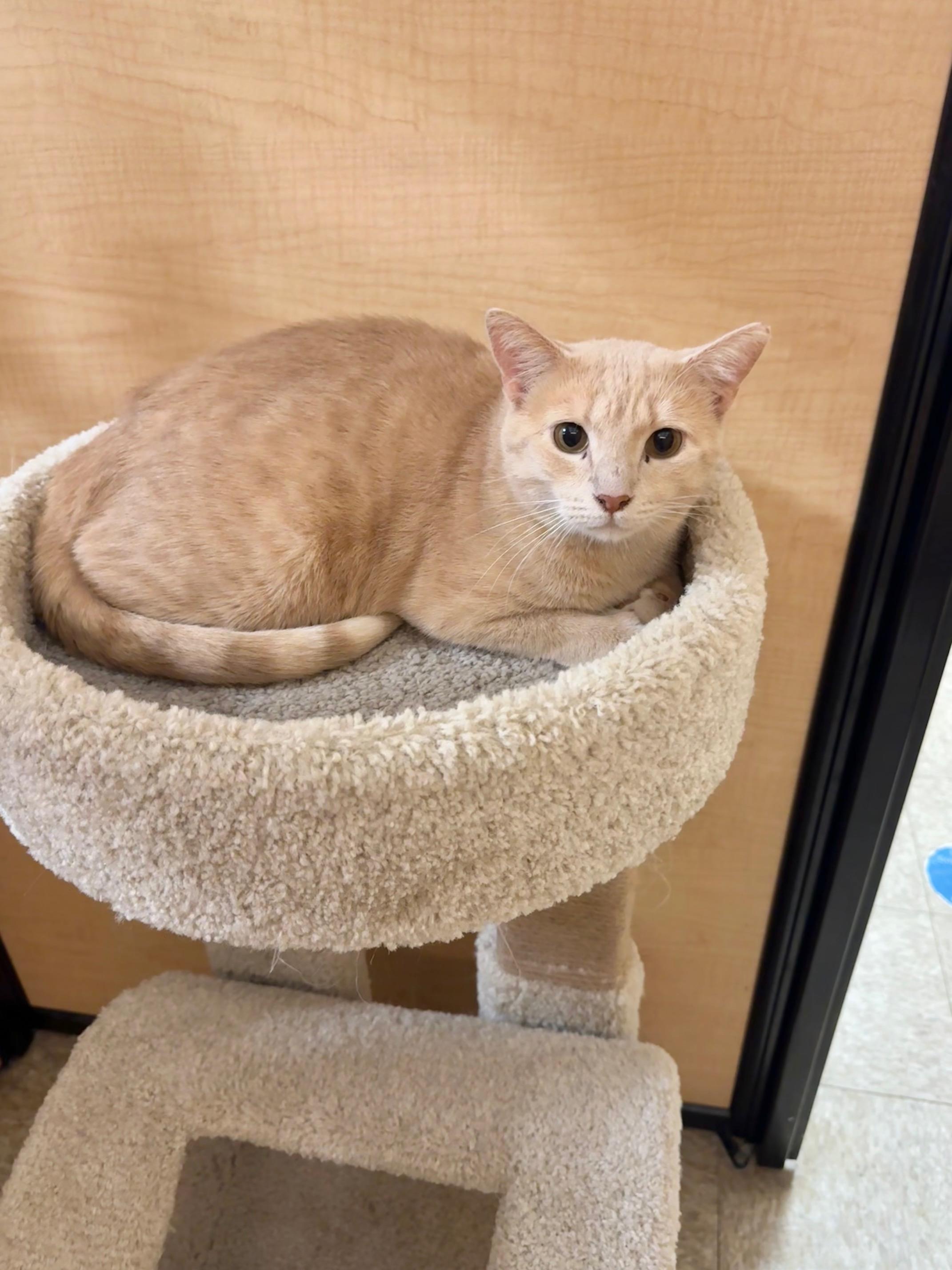 Enlarge Oro, a ADOPTABLE Domestic Short Hair in Springfield, PA image 3/3