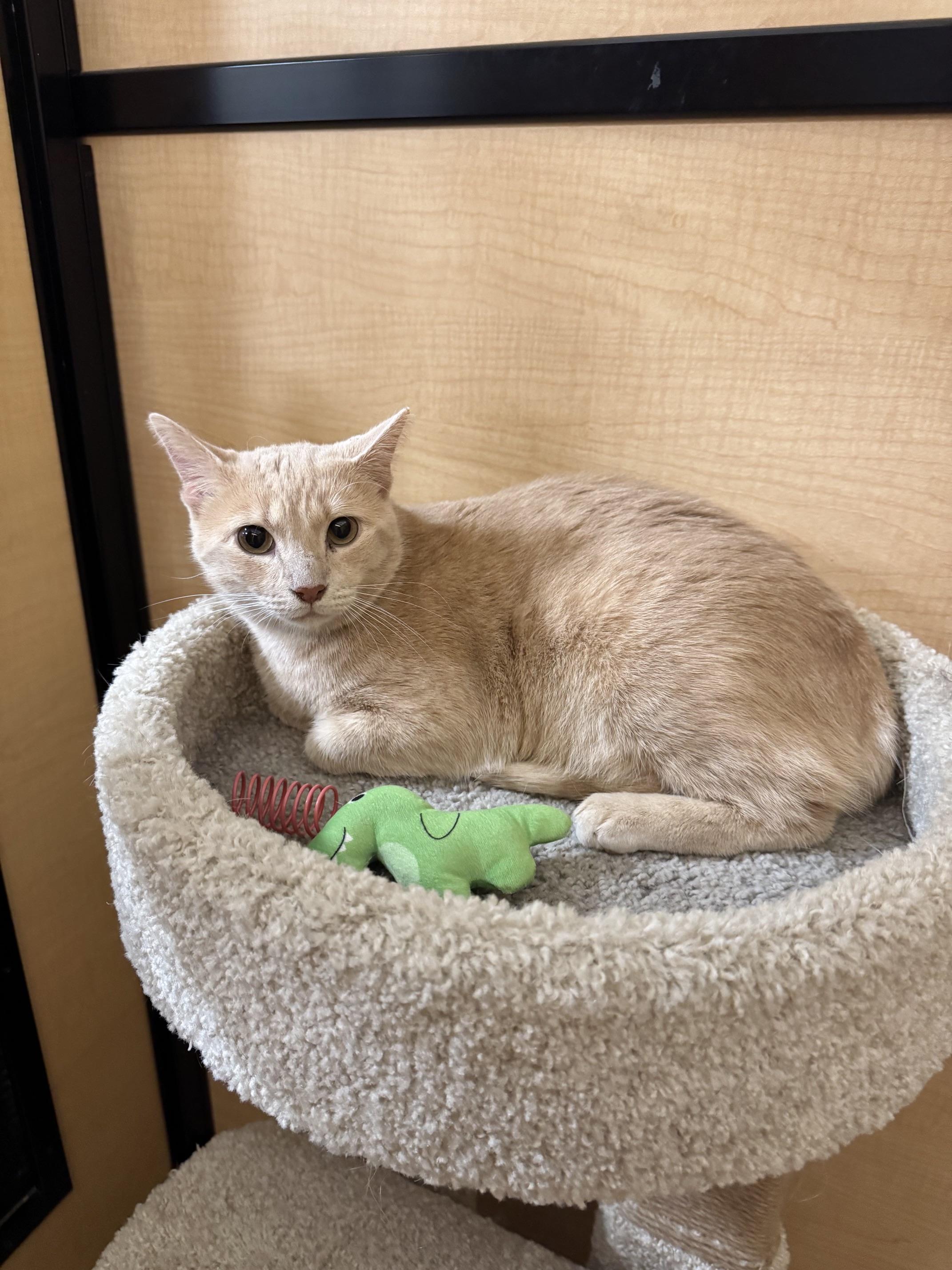 Oro, ADOPTABLE, Adult Male Domestic Short Hair.