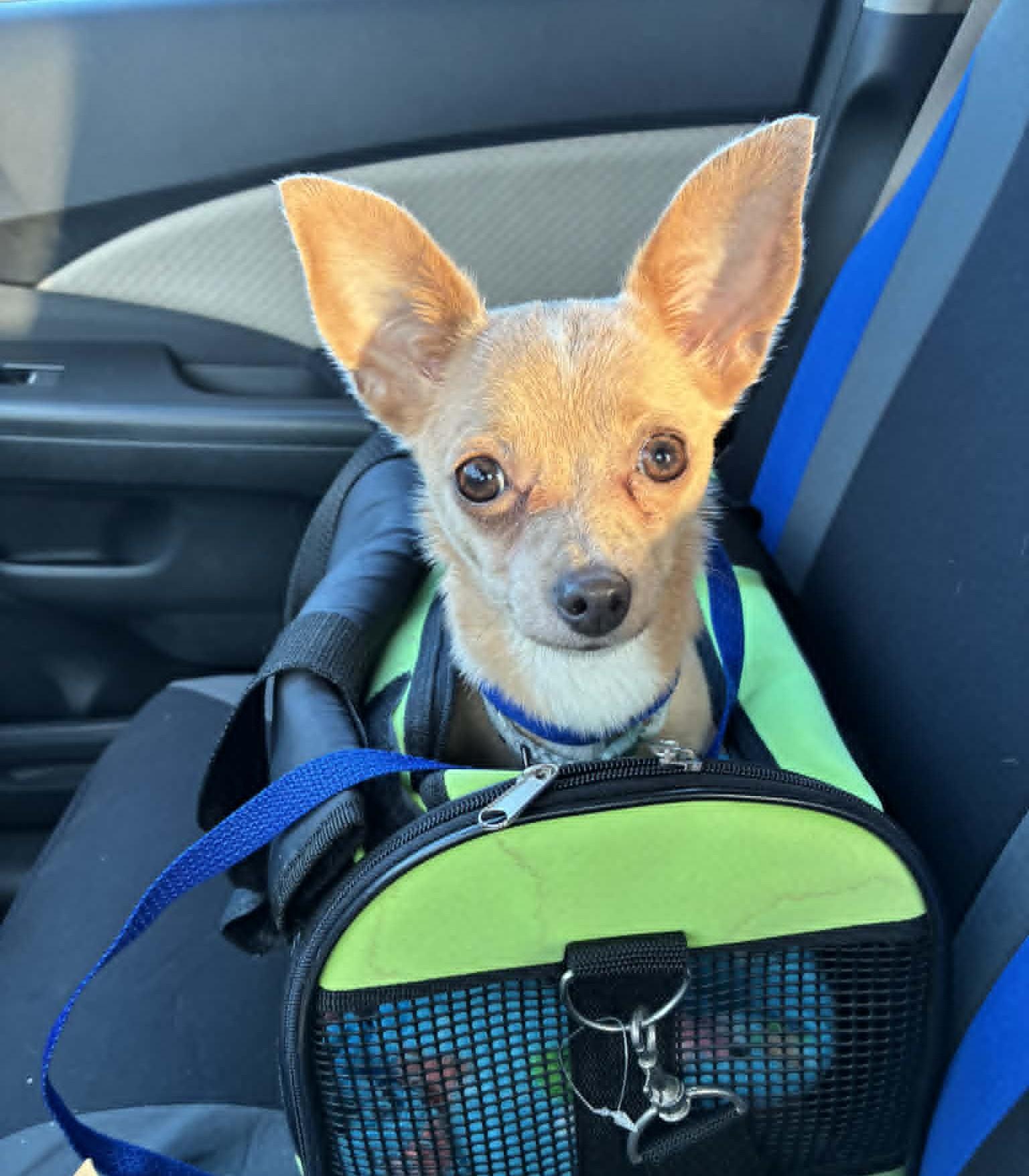 Enlarge Coco, an adopted Chihuahua in Blue Bell, PA image 1/4