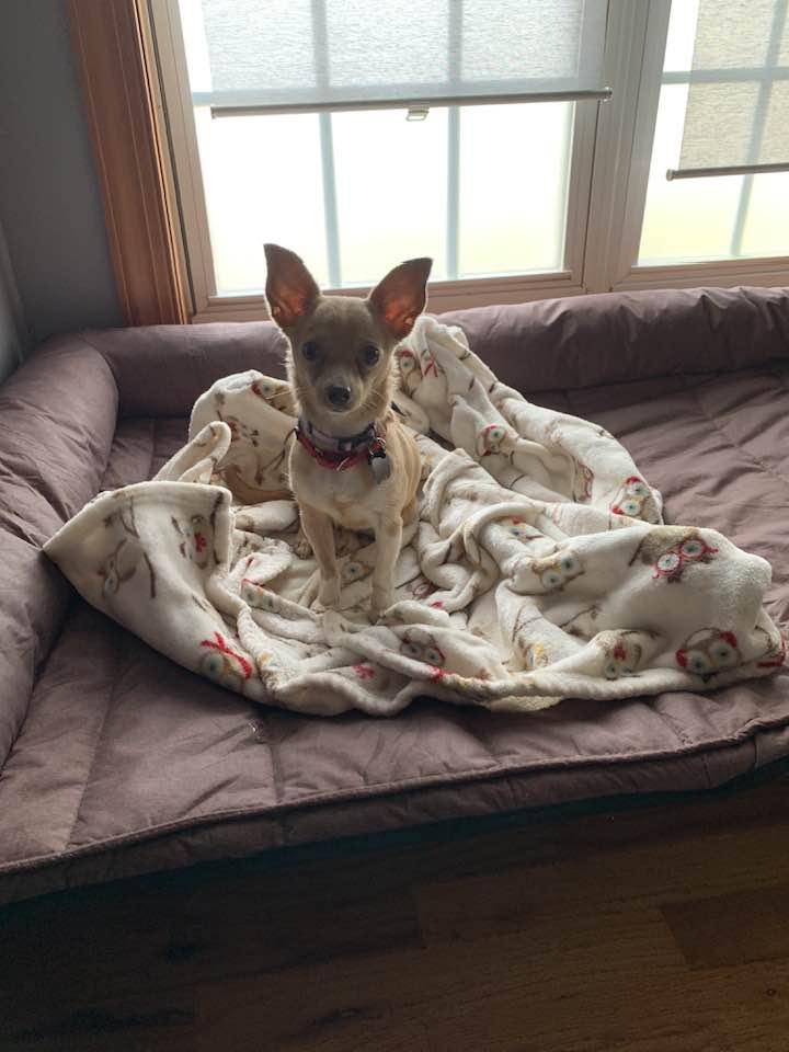 Enlarge Coco, an adopted Chihuahua in Blue Bell, PA image 2/4