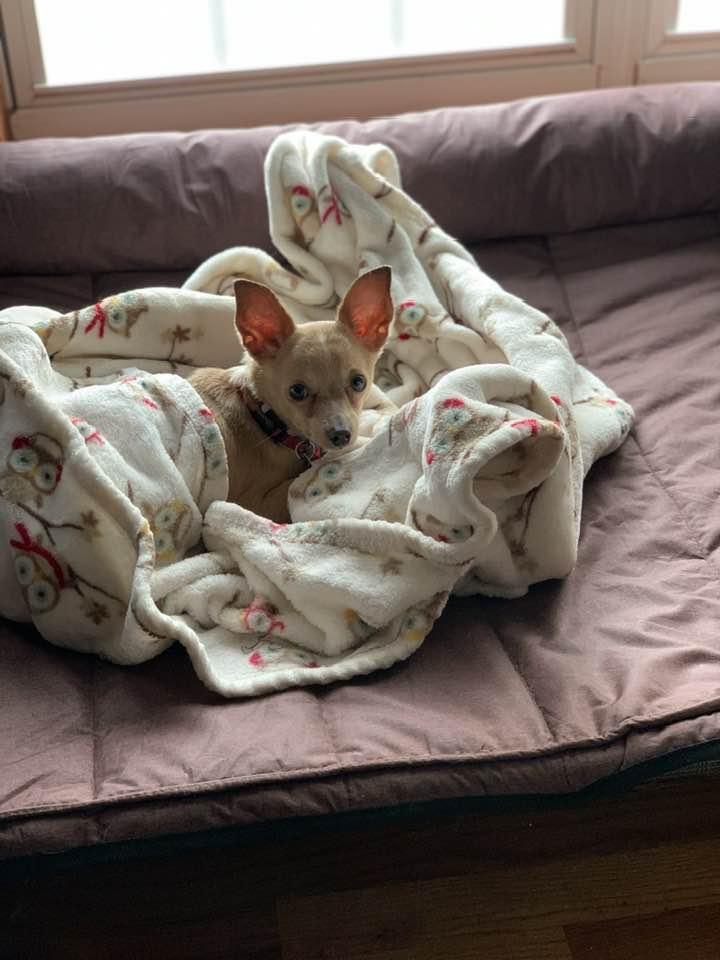 Enlarge Coco, an adopted Chihuahua in Blue Bell, PA image 3/4