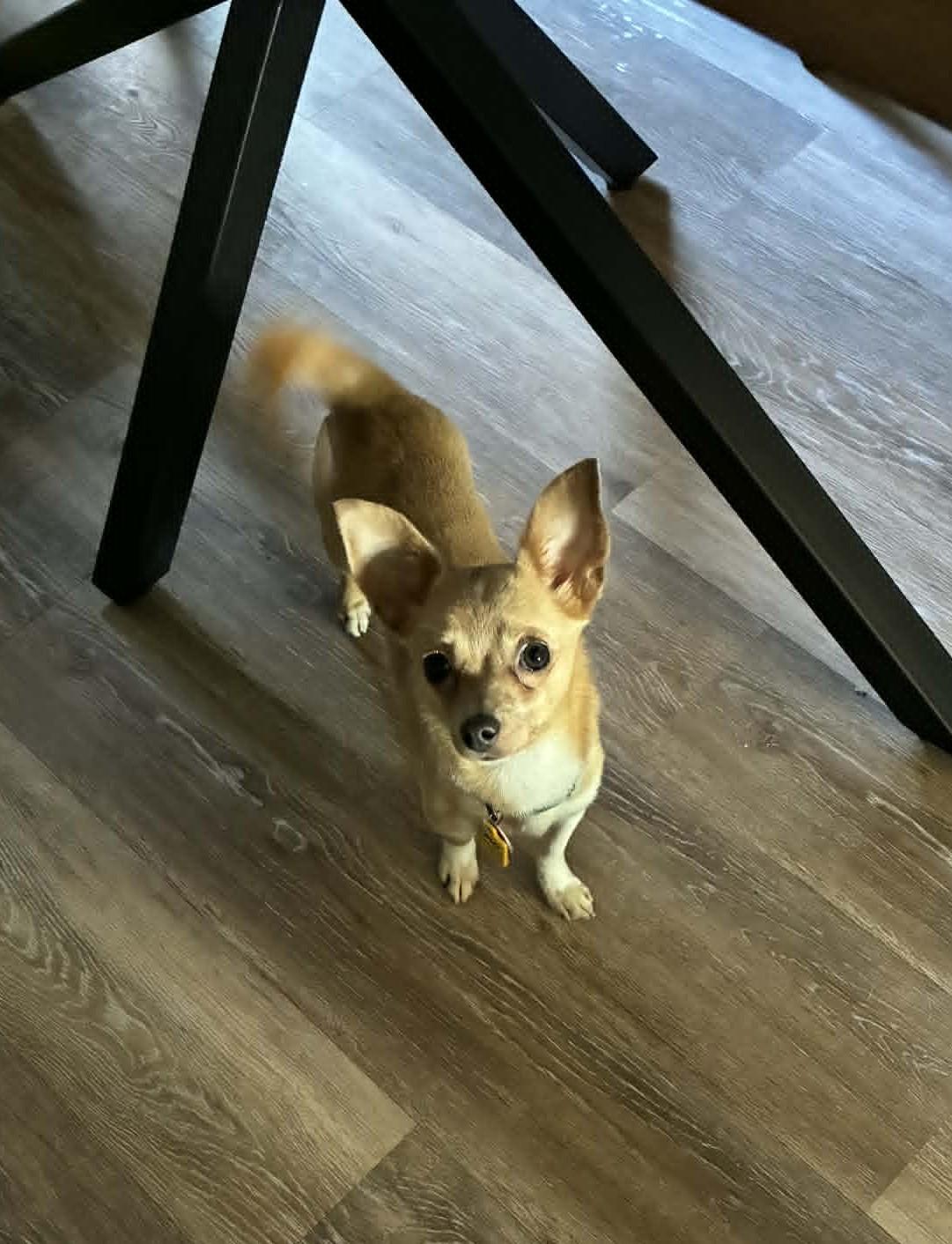 Enlarge Coco, an adopted Chihuahua in Blue Bell, PA image 4/4