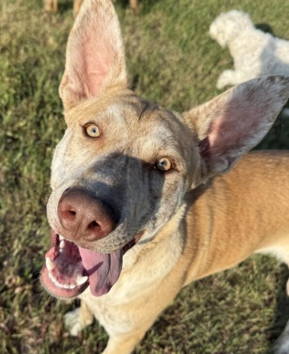 Sodapop, Adoptable, Puppy Male Catahoula Leopard Dog & Labrador Retriever.