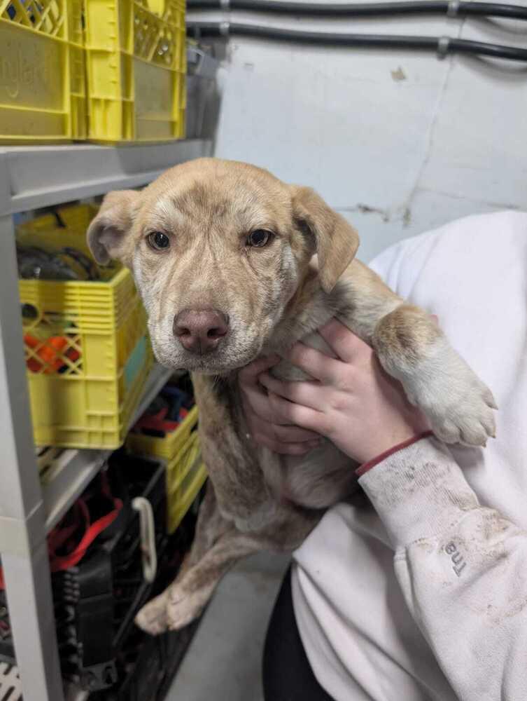 Sodapop, a Adoptable mixed breed in Calgary, AB image 2/2