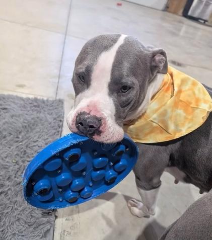 Ava, ADOPTABLE, Young Female Mixed Breed.
