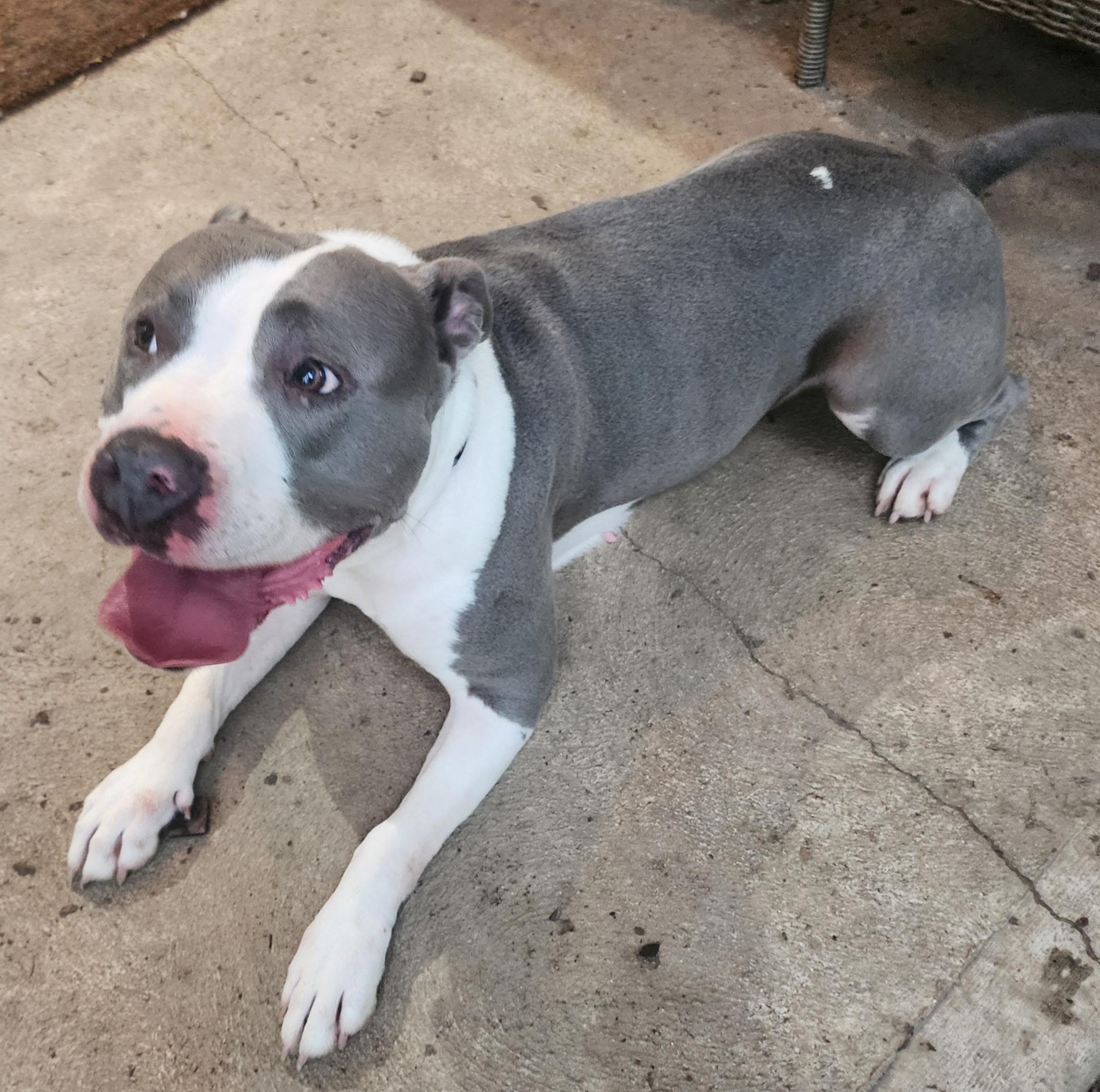 Enlarge Ava, a ADOPTABLE mixed breed in New Albany, OH image 2/2