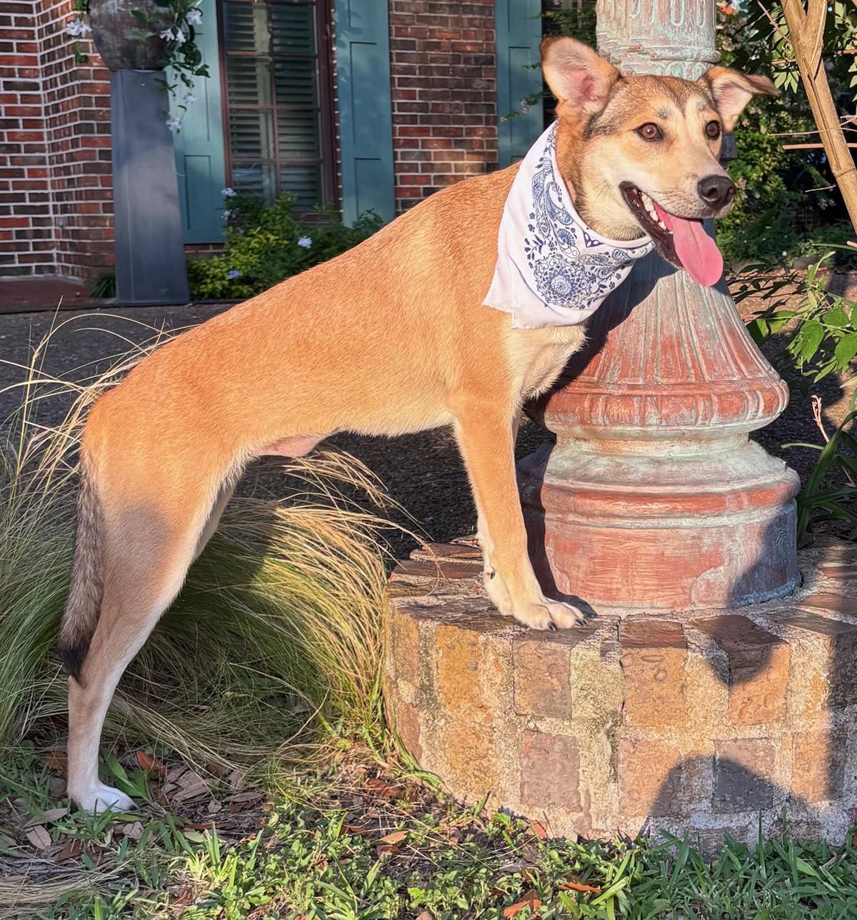 DAHLIA - GORGEOUS GIRL!, a Adoptable mixed breed in Brattleboro, VT image 3/5