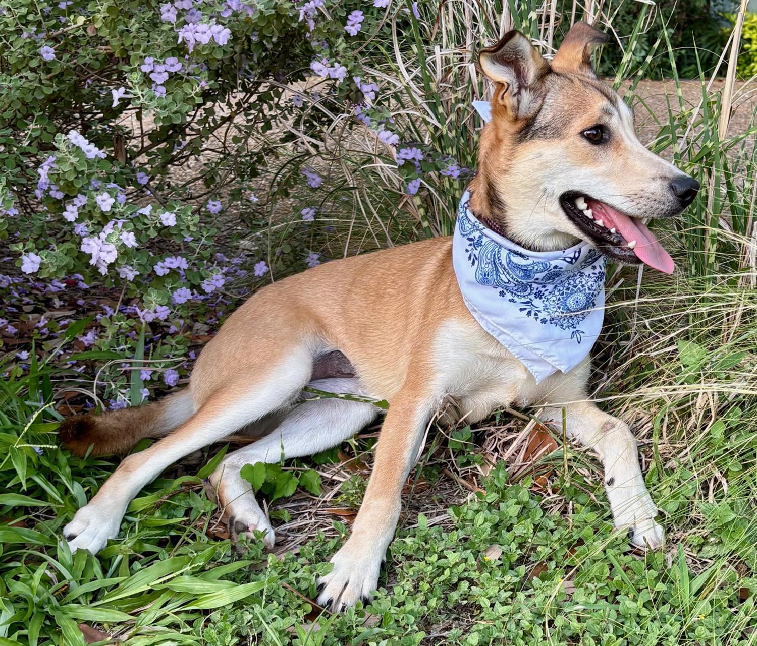 DAHLIA - GORGEOUS GIRL!, a Adoptable mixed breed in Brattleboro, VT image 5/5