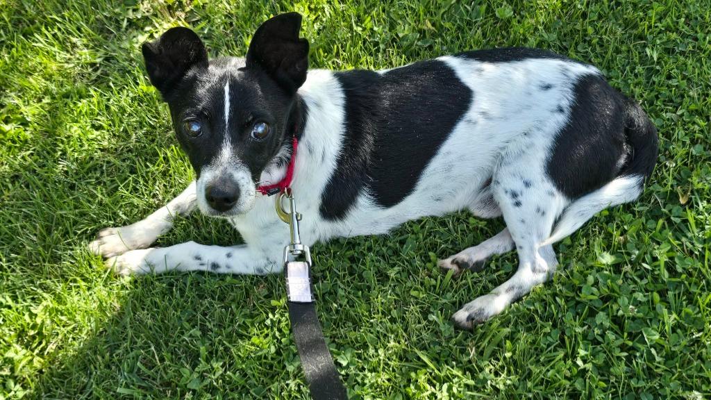 Flip, Adoptable, Adult Male Mixed Breed.