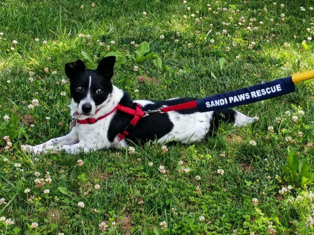 Flip, a Adoptable mixed breed in Fond Du Lac, WI image 2/5