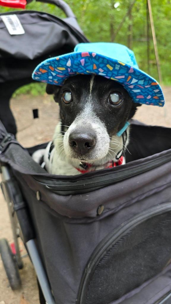 Flip, Adoptable, Adult Male Mixed Breed.