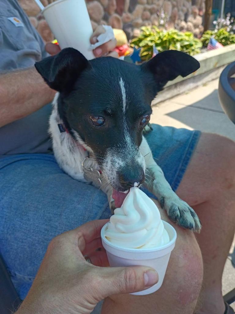 Flip, a Adoptable mixed breed in Fond Du Lac, WI image 3/5