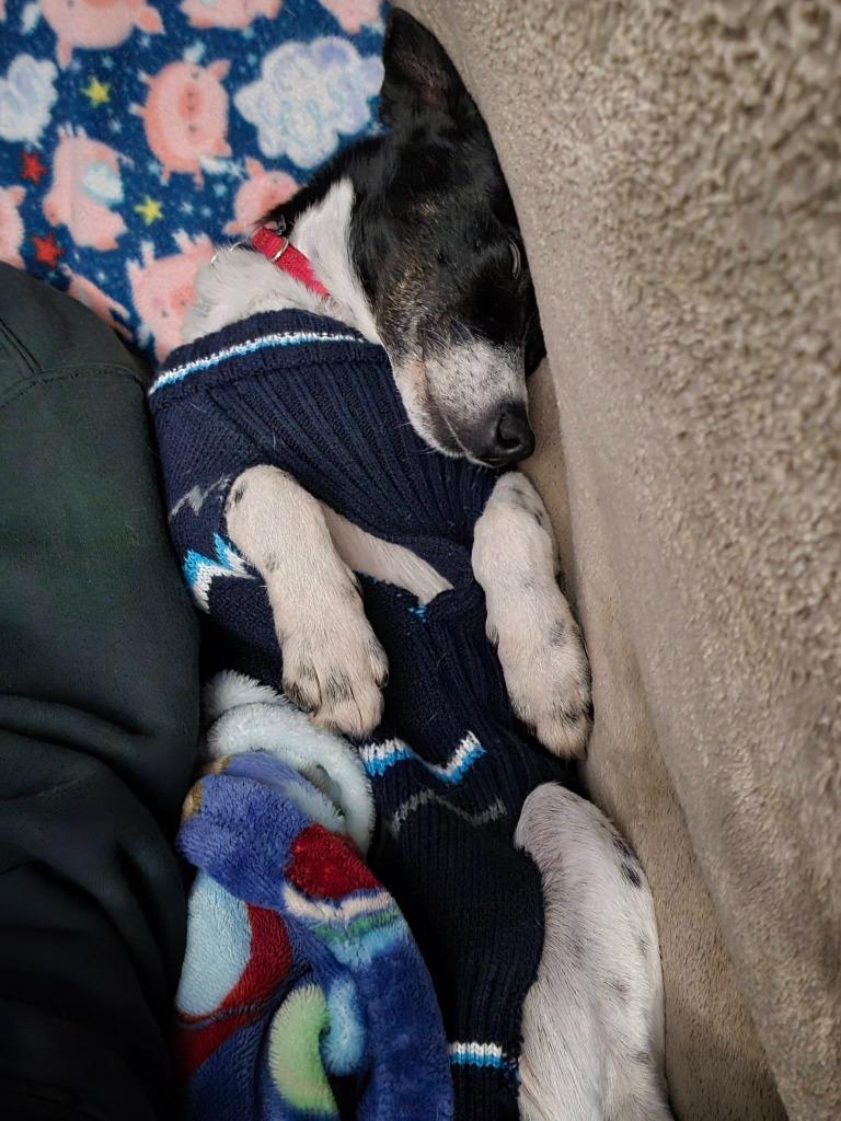 Flip, a Adoptable mixed breed in Fond Du Lac, WI image 4/5
