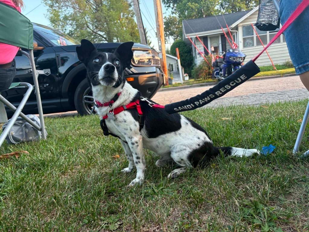 Flip, a Adoptable mixed breed in Fond Du Lac, WI image 4/6