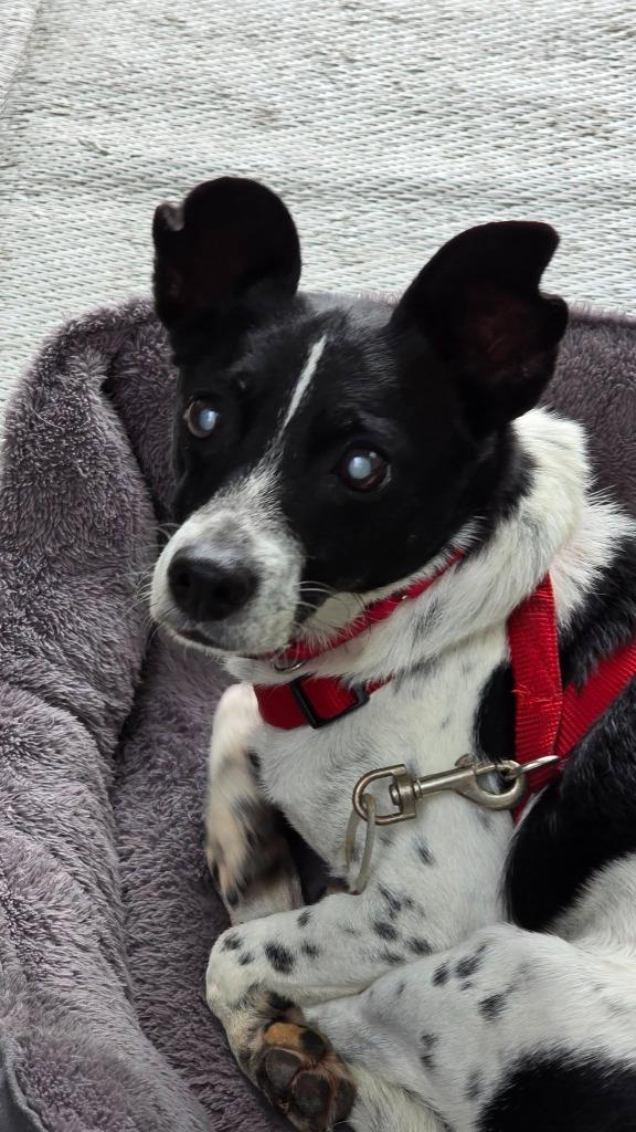 Flip, a Adoptable mixed breed in Fond Du Lac, WI image 5/5