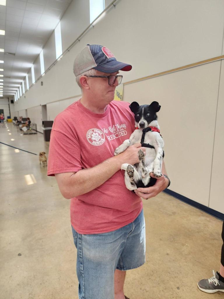 Enlarge Flip, a Adoptable mixed breed in Fond Du Lac, WI image 6/6