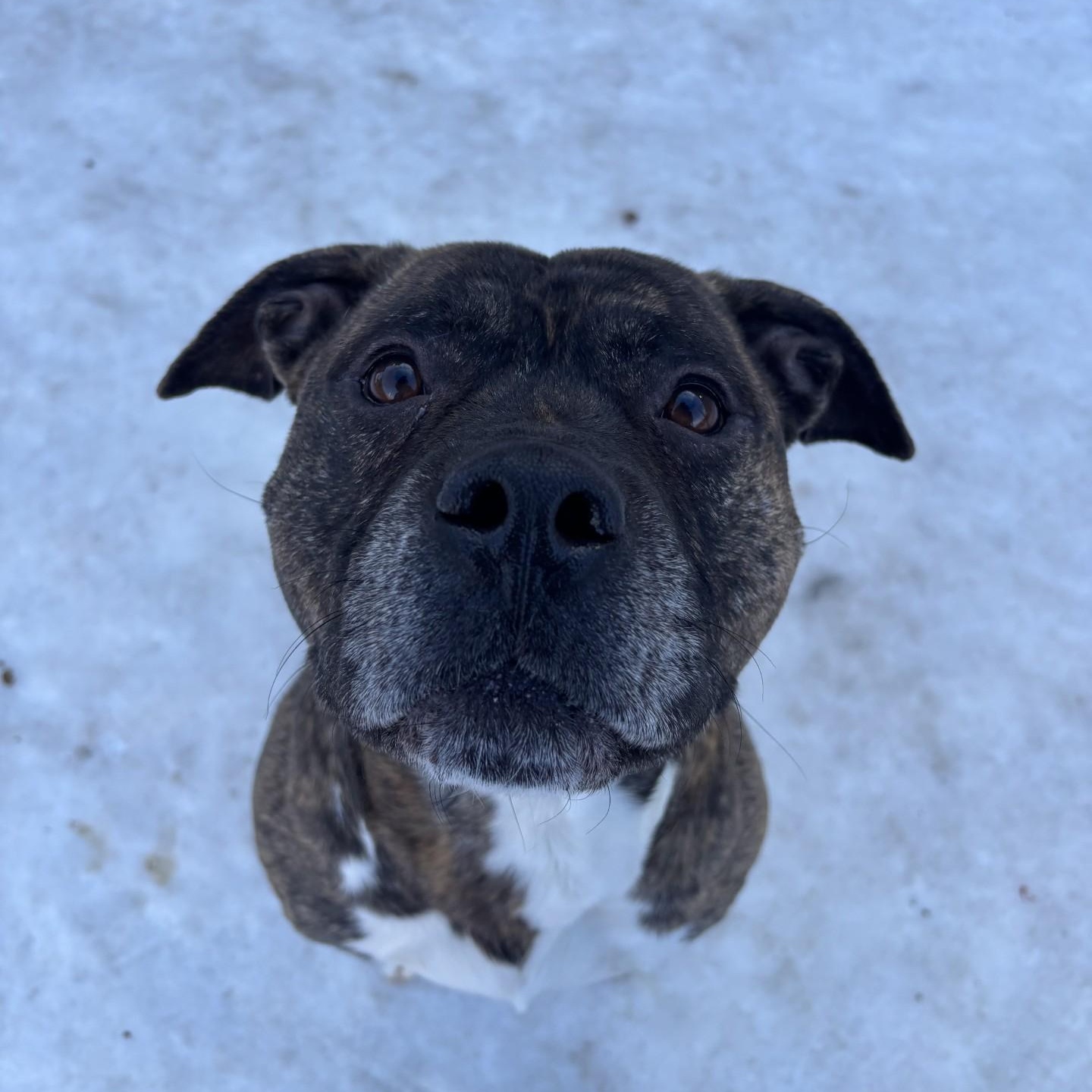 Enlarge Stefan , an adoptable mixed breed in Winnipeg, MB image 2/2