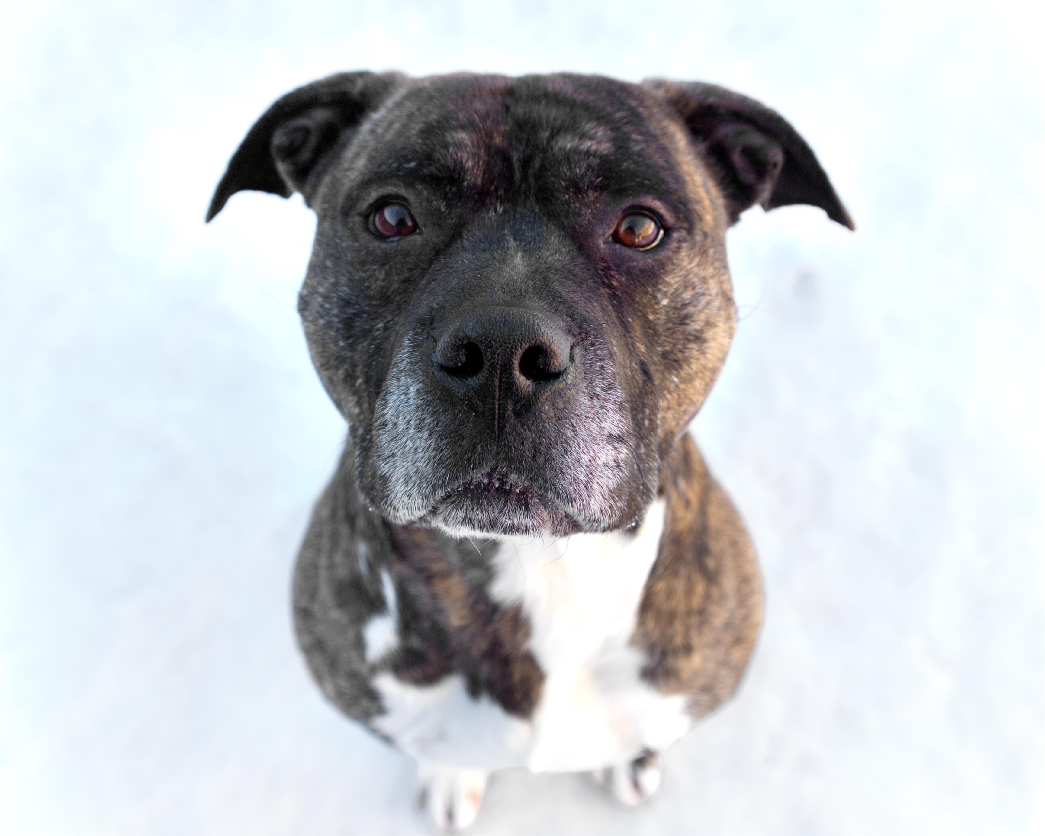 Stefan , adoptable, Adult Male Bulldog.