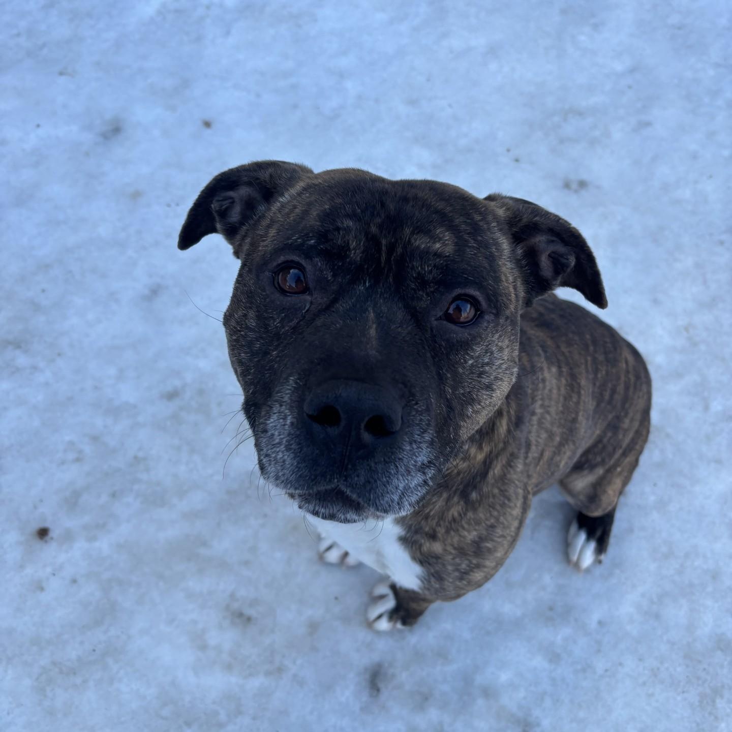 Enlarge Stefan , an adoptable mixed breed in Winnipeg, MB image 1/2