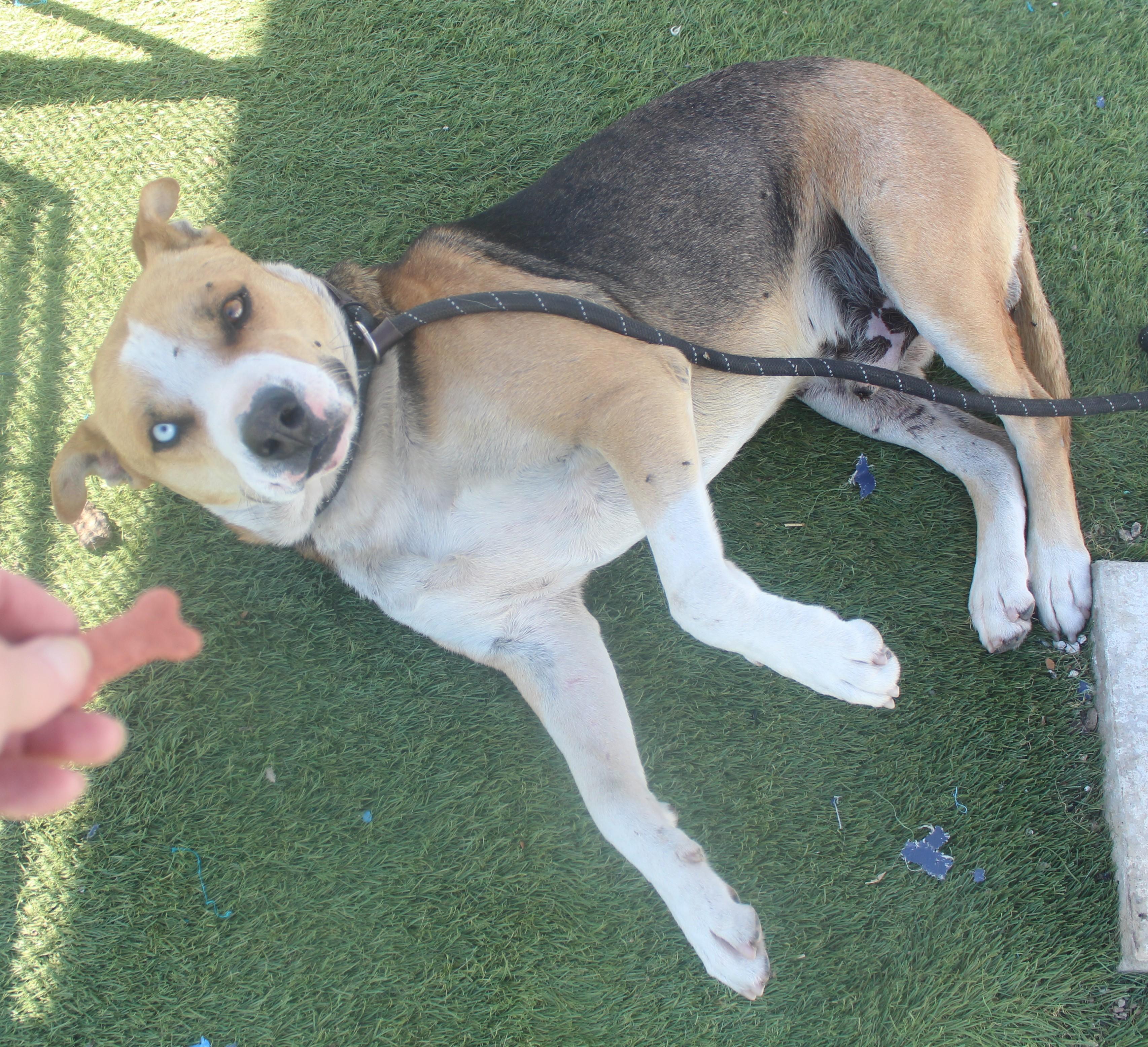 Bruno Available May 26, a ADOPTABLE mixed breed in Wasco, CA image 2/5