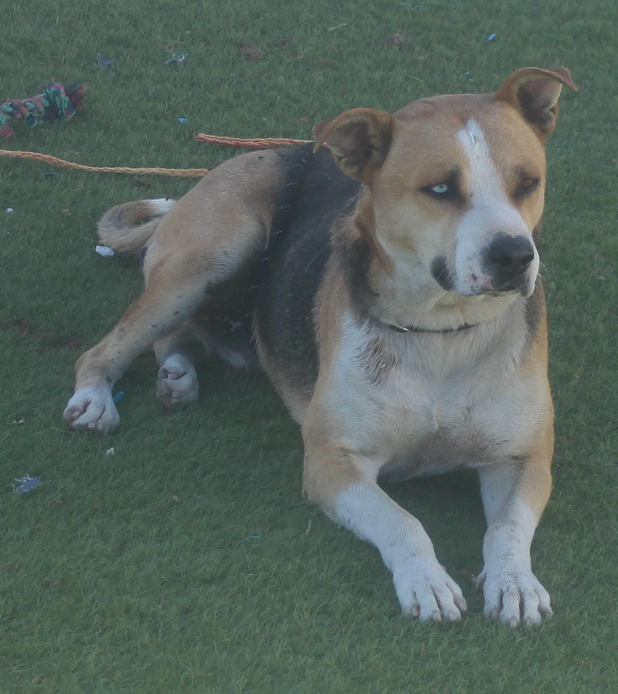 Bruno Available May 26, a ADOPTABLE mixed breed in Wasco, CA image 4/5