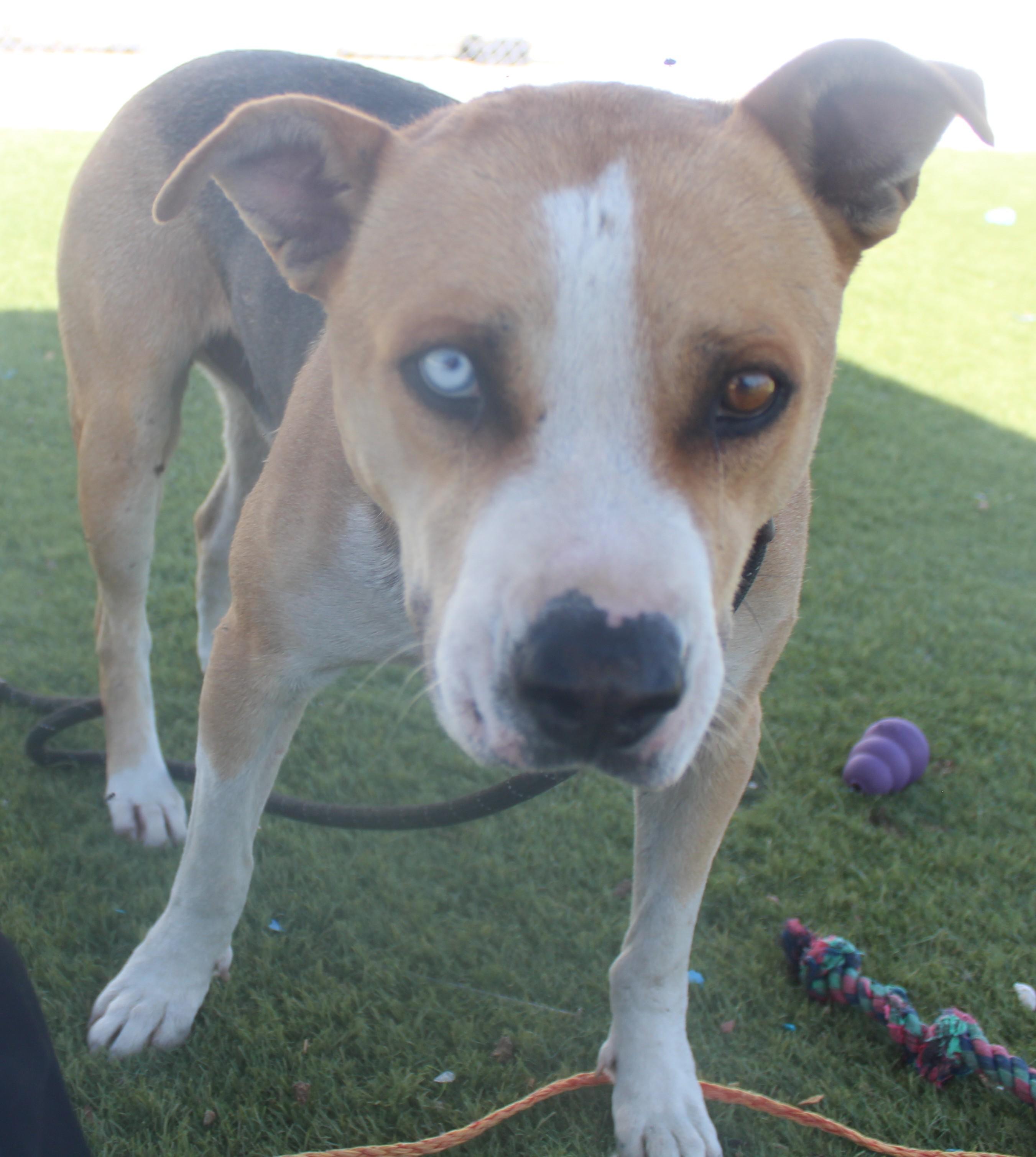 Bruno Available May 26, a ADOPTABLE mixed breed in Wasco, CA image 3/5