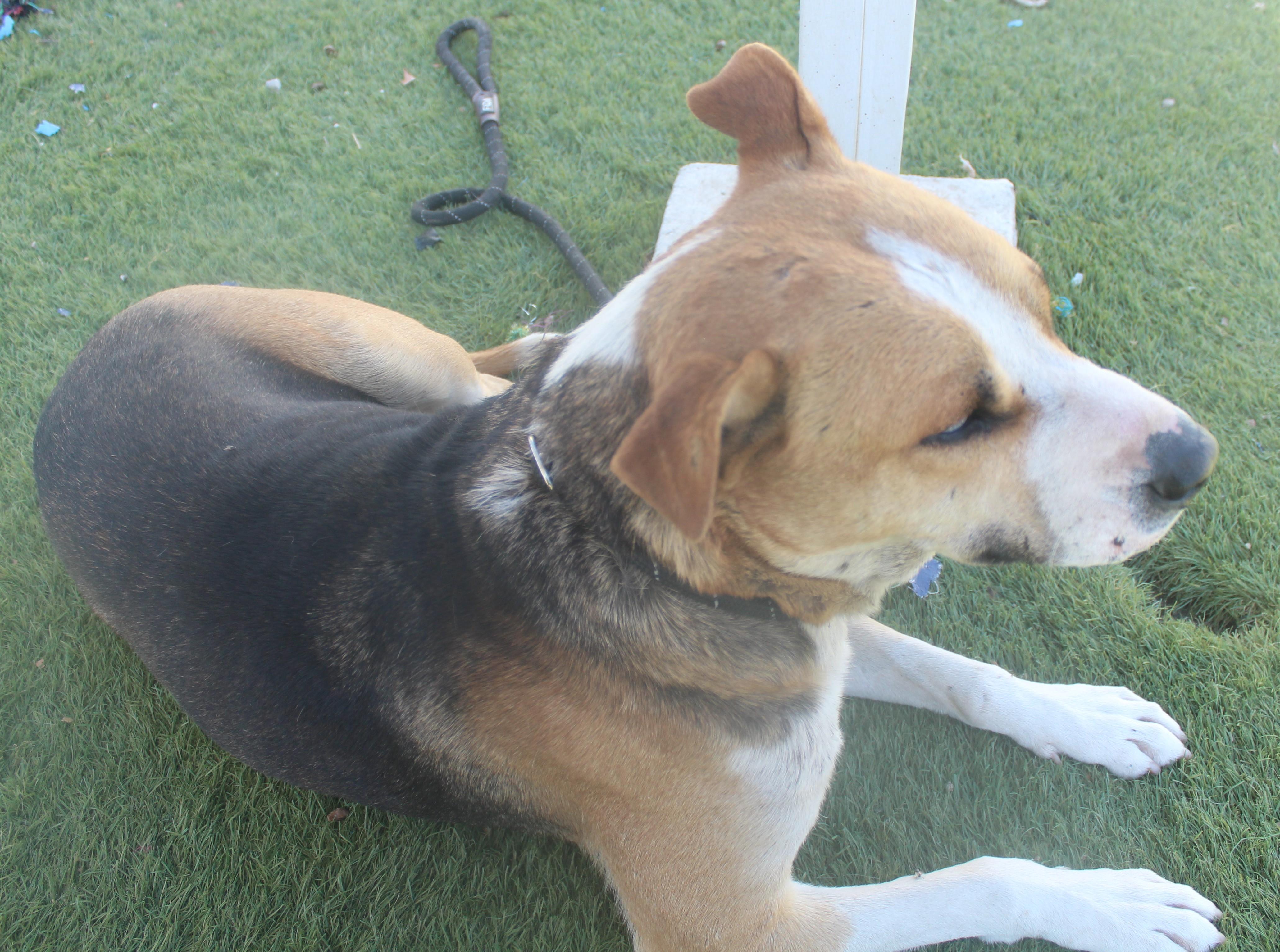 Bruno Available May 26, ADOPTABLE, Adult Male Shepherd & Pit Bull Terrier.