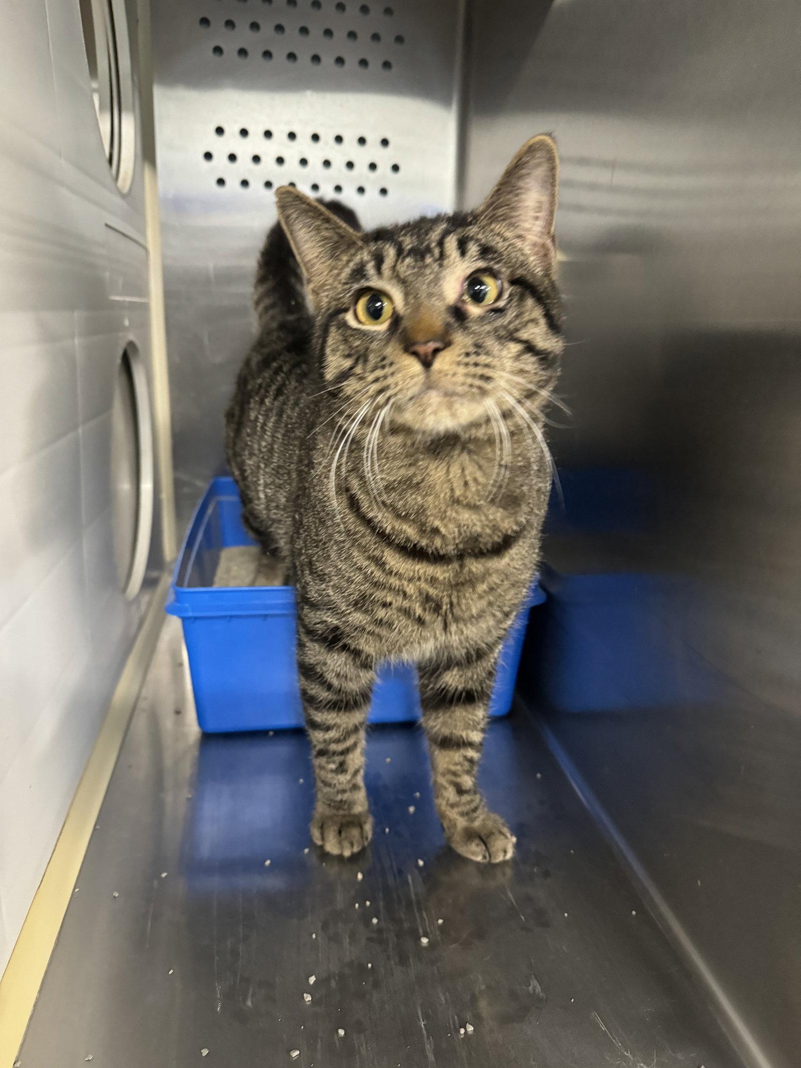 Gustave, Adopted, Young Male Domestic Short Hair.