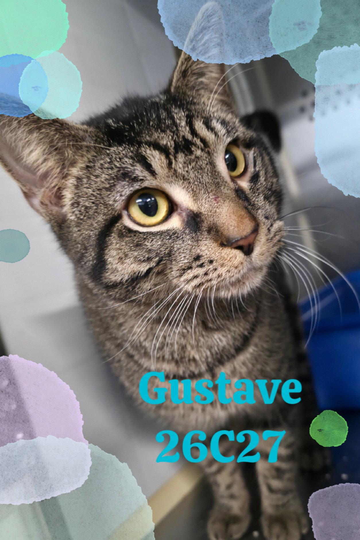 Enlarge Gustave, a Adopted Domestic Short Hair in New Martinsville, WV image 3/3