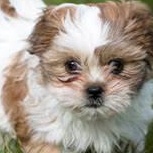 Enlarge Lance- DUPLICATE DRAFT- PROD-edit, a Adoptable mixed breed in Gray Summit, MO image 2/6