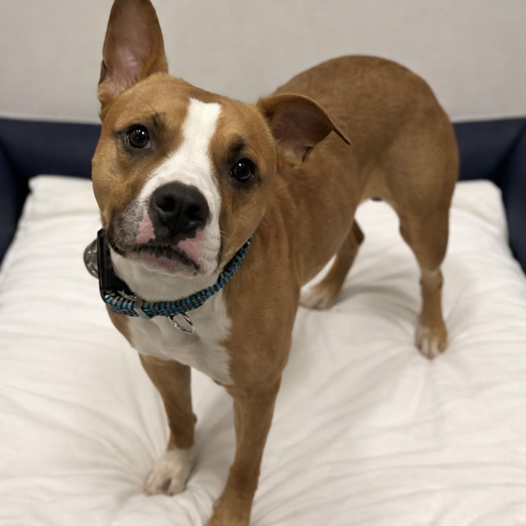 Enlarge Halo, a ADOPTABLE mixed breed in Stafford, VA image 1/1