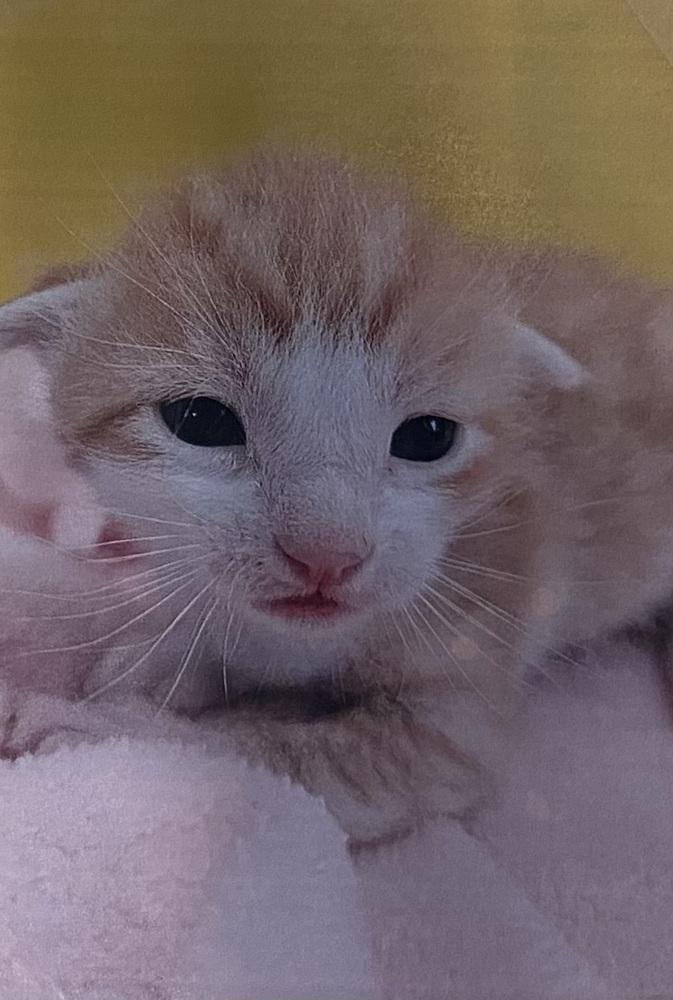 Enlarge Leo, a Adopted Domestic Short Hair in Fort Madison, IA image 2/2