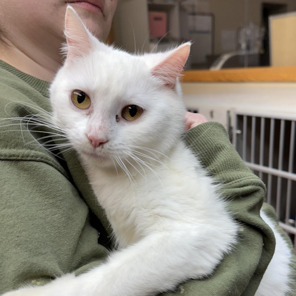 Tiffany, Adoptable, Young Female Domestic Short Hair.