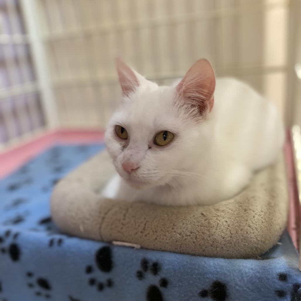 Tiffany, a Adoptable Domestic Short Hair in Madison, WI image 2/2