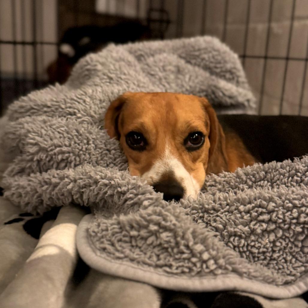 Scotty, a Adoptable Beagle in Wauwatosa, WI image 2/5