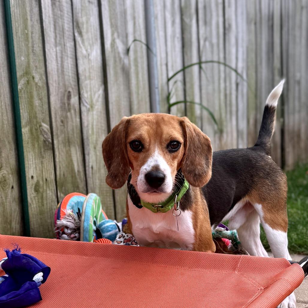 Scotty, Adoptable, Young Male Beagle.