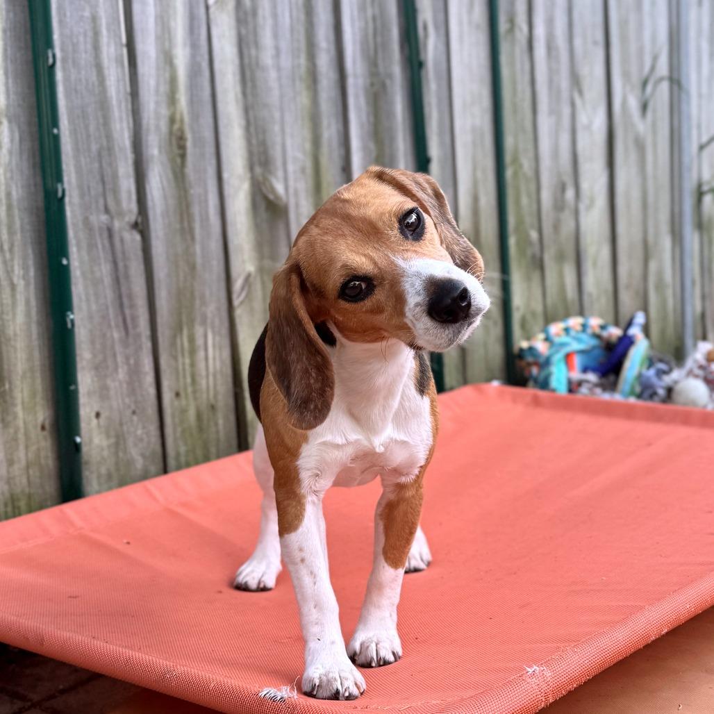 Scotty, a Adoptable Beagle in Wauwatosa, WI image 3/5