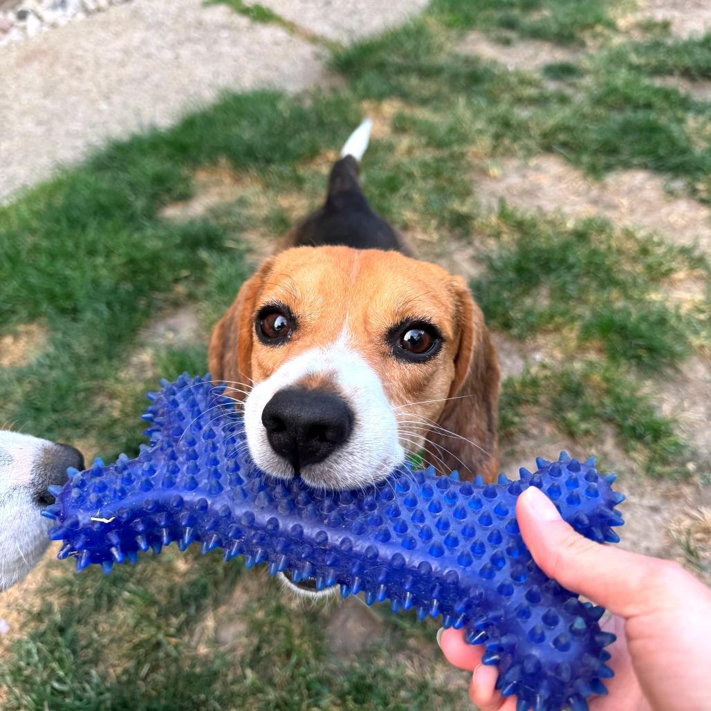 Scotty, a Adoptable Beagle in Wauwatosa, WI image 4/5