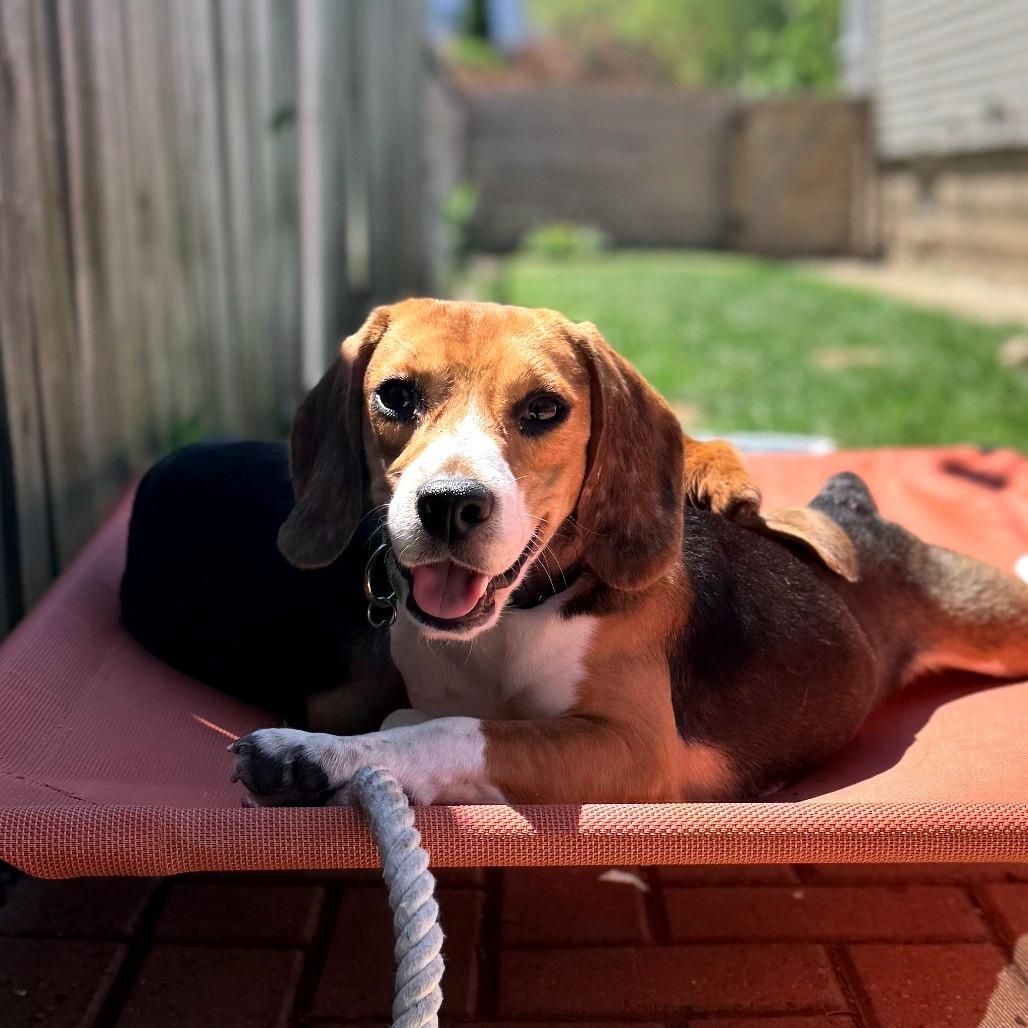 Scotty, a Adoptable Beagle in Wauwatosa, WI image 5/5