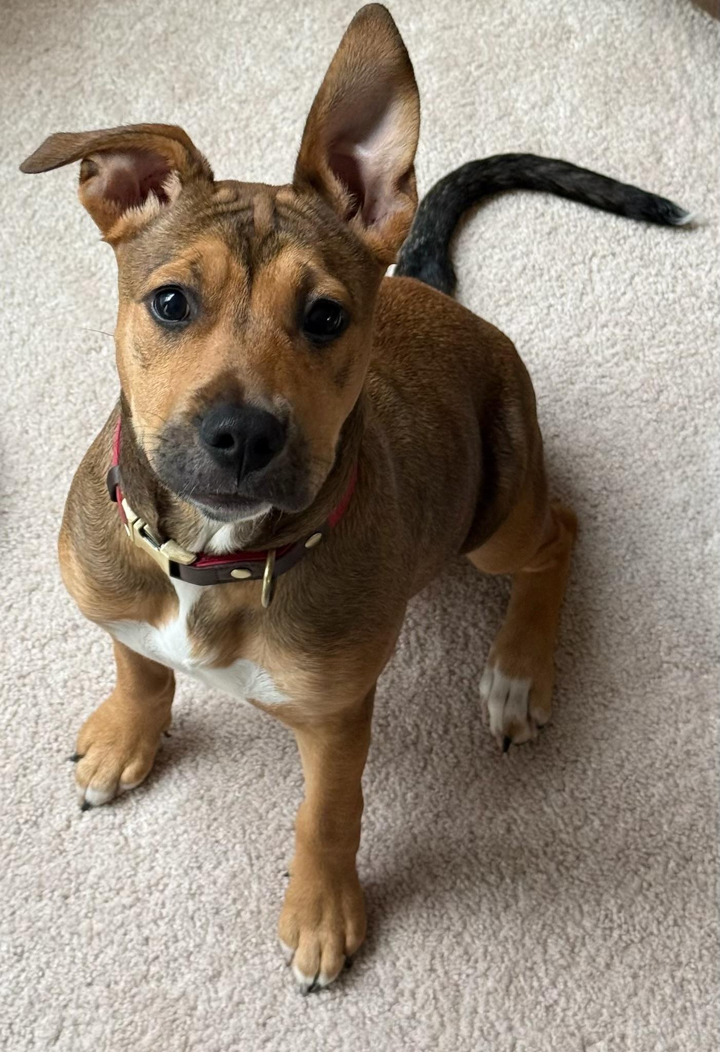 Penny - Courtesy Listing, an adopted mixed breed in Waxhaw, NC image 2/5