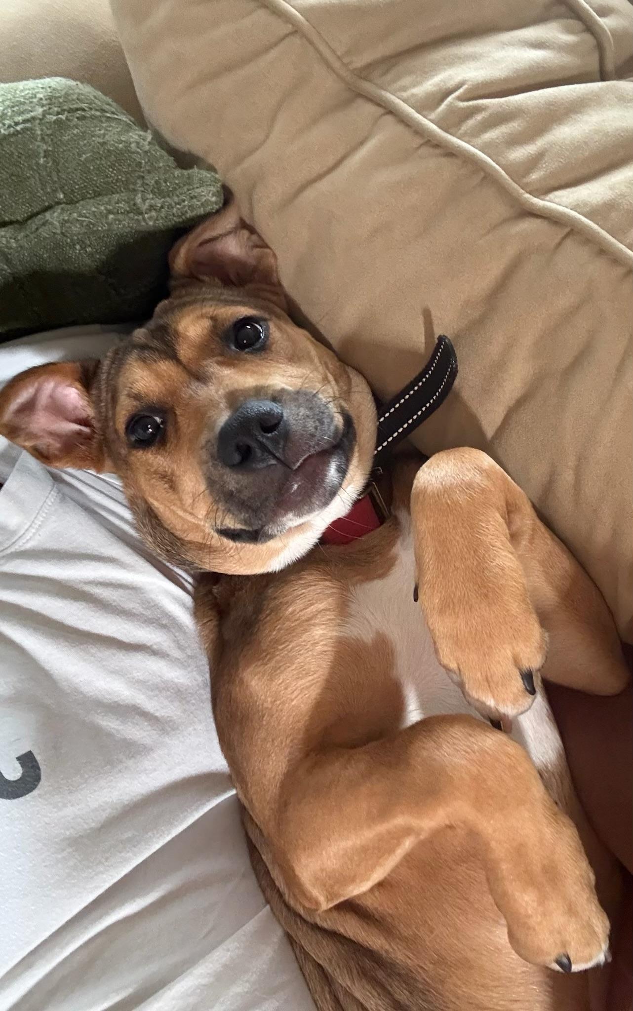Penny - Courtesy Listing, adopted, Puppy Female Labrador Retriever & Hound.