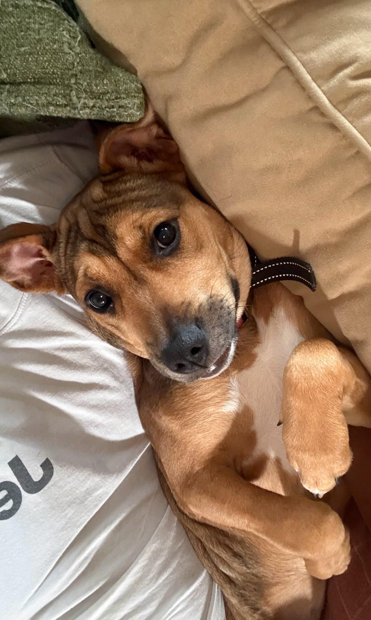 Penny - Courtesy Listing, an adopted mixed breed in Waxhaw, NC image 4/5