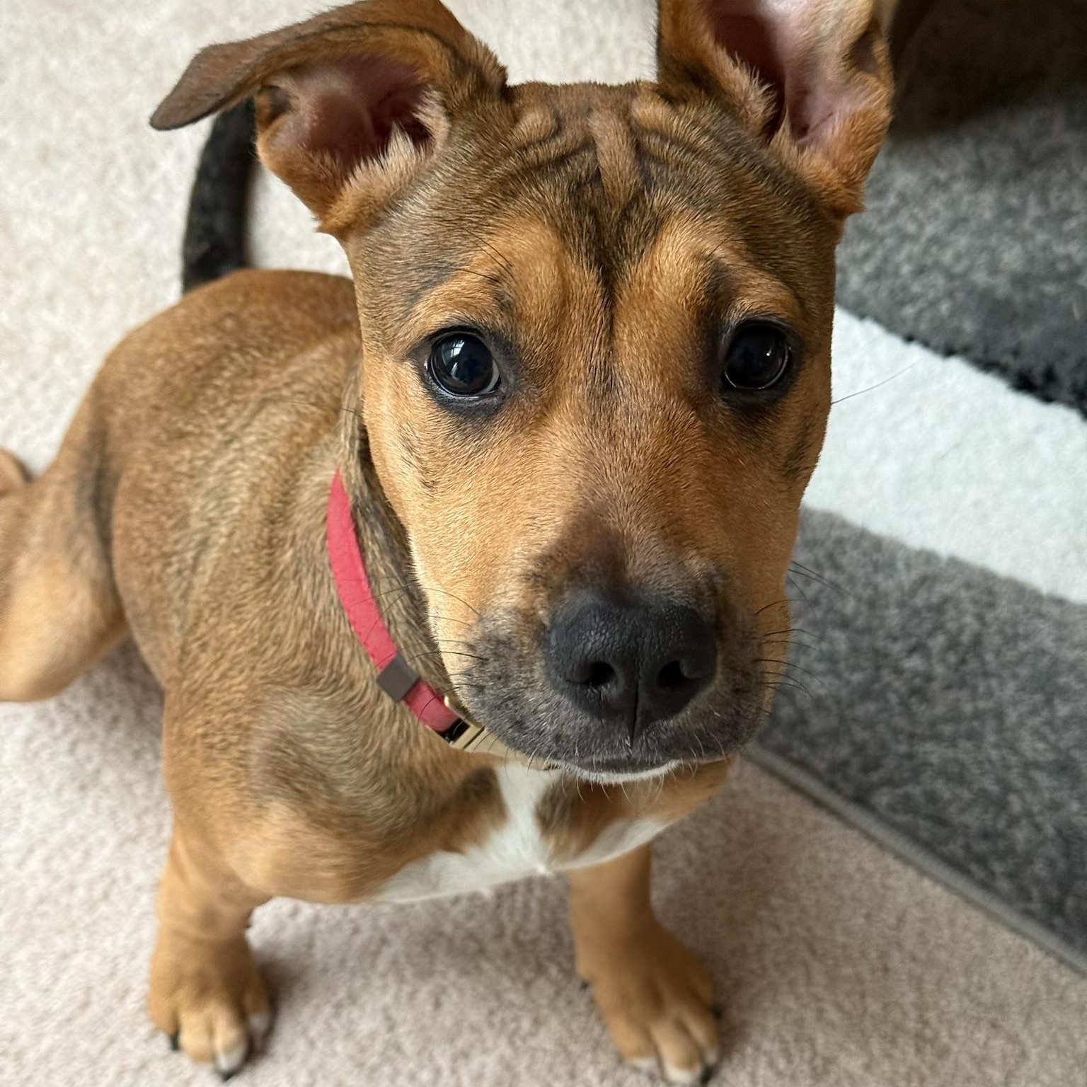 Penny - Courtesy Listing, an adopted mixed breed in Waxhaw, NC image 5/5