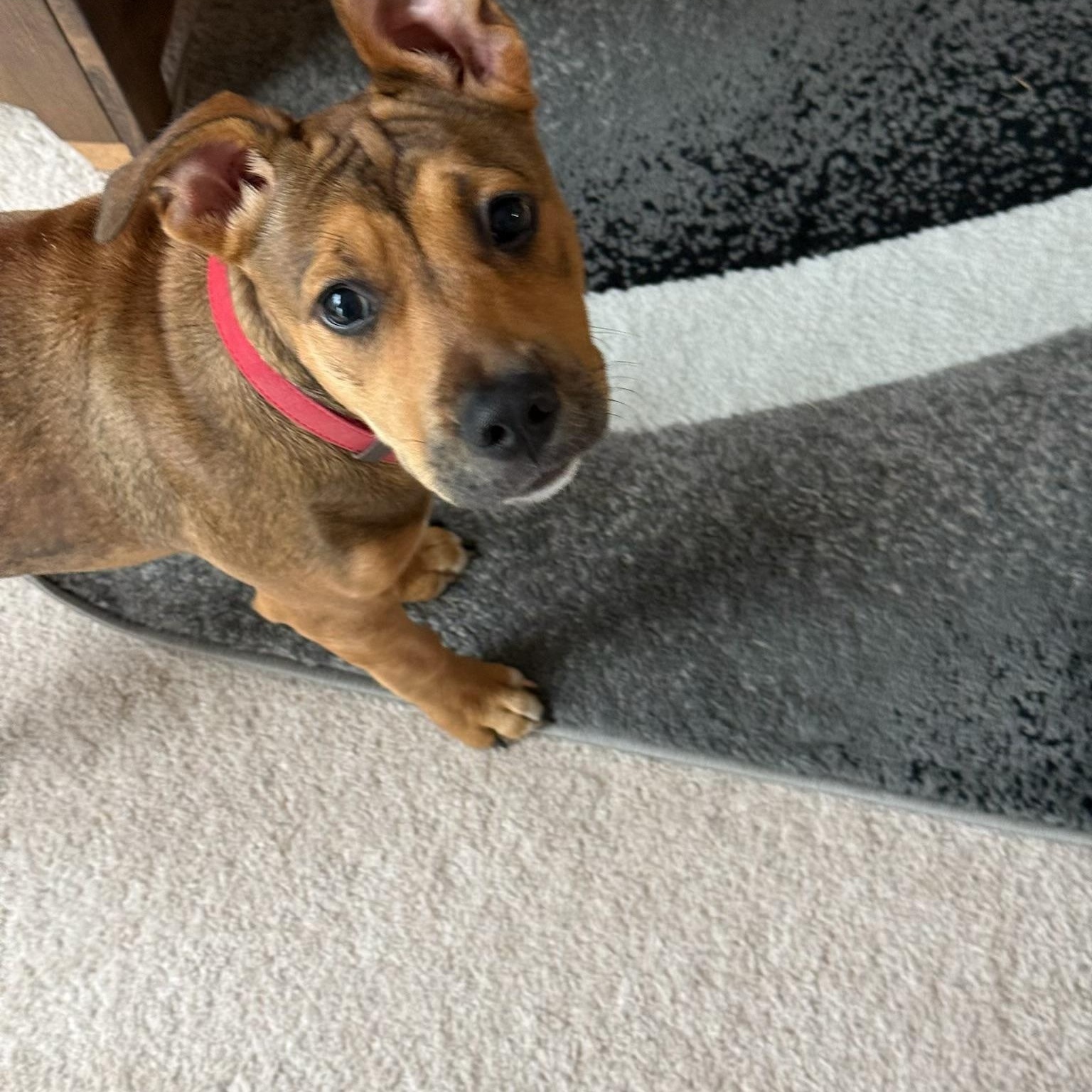 Penny - Courtesy Listing, an adopted mixed breed in Waxhaw, NC image 3/5