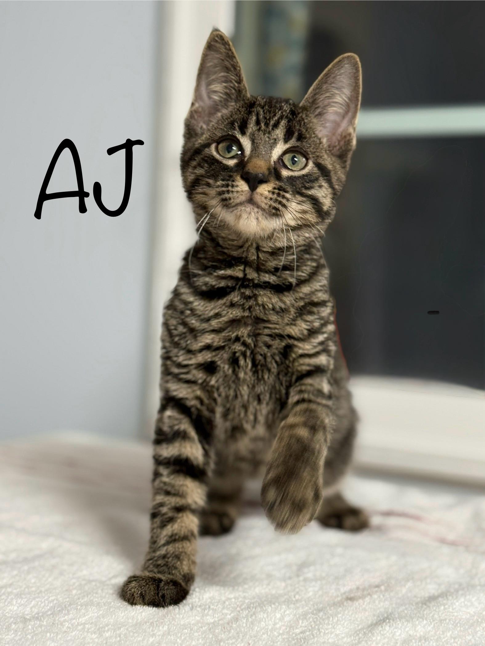 AJ, adopted, Kitten Male Domestic Medium Hair.