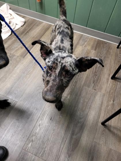 Enlarge Goat, a Adoptable Mixed Breed in DeKalb, IL image 1/3