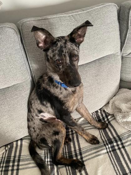 Enlarge Goat, a Adoptable Mixed Breed in DeKalb, IL image 2/3