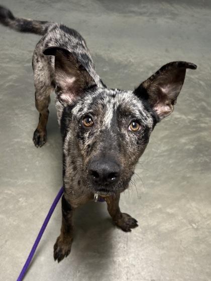 Enlarge Goat, a Adoptable Mixed Breed in DeKalb, IL image 3/3