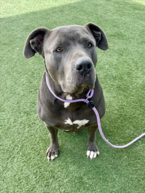 RUMBLE, Adoptable, Adult Male Staffordshire Bull Terrier.